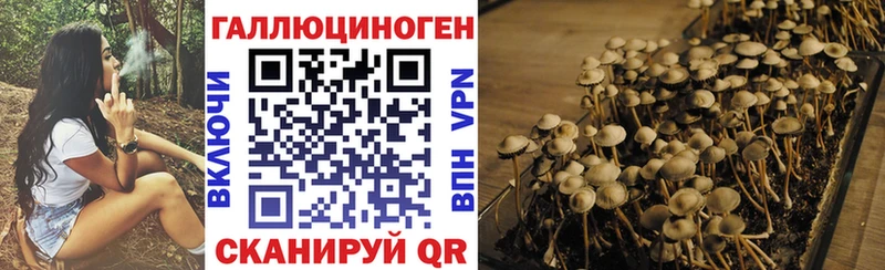 Псилоцибиновые грибы Psilocybine cubensis  Владивосток 